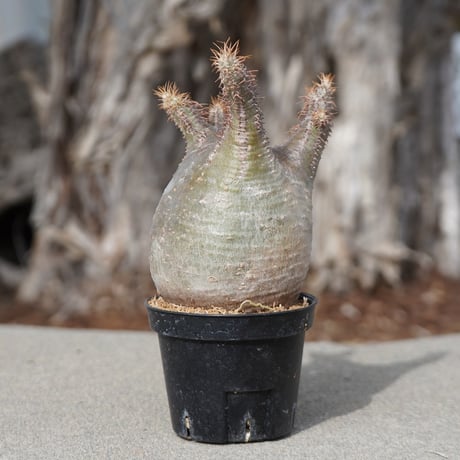 グラキリス | STORES