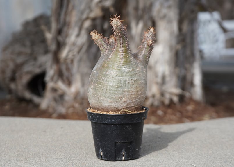 パキポディウム グラキリス No.7 | mana's farm:塊根植物・アガベ