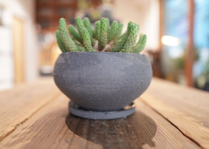 九頭竜 Euphorbia inermis | mana's farm:塊根植物・アガベ・ド