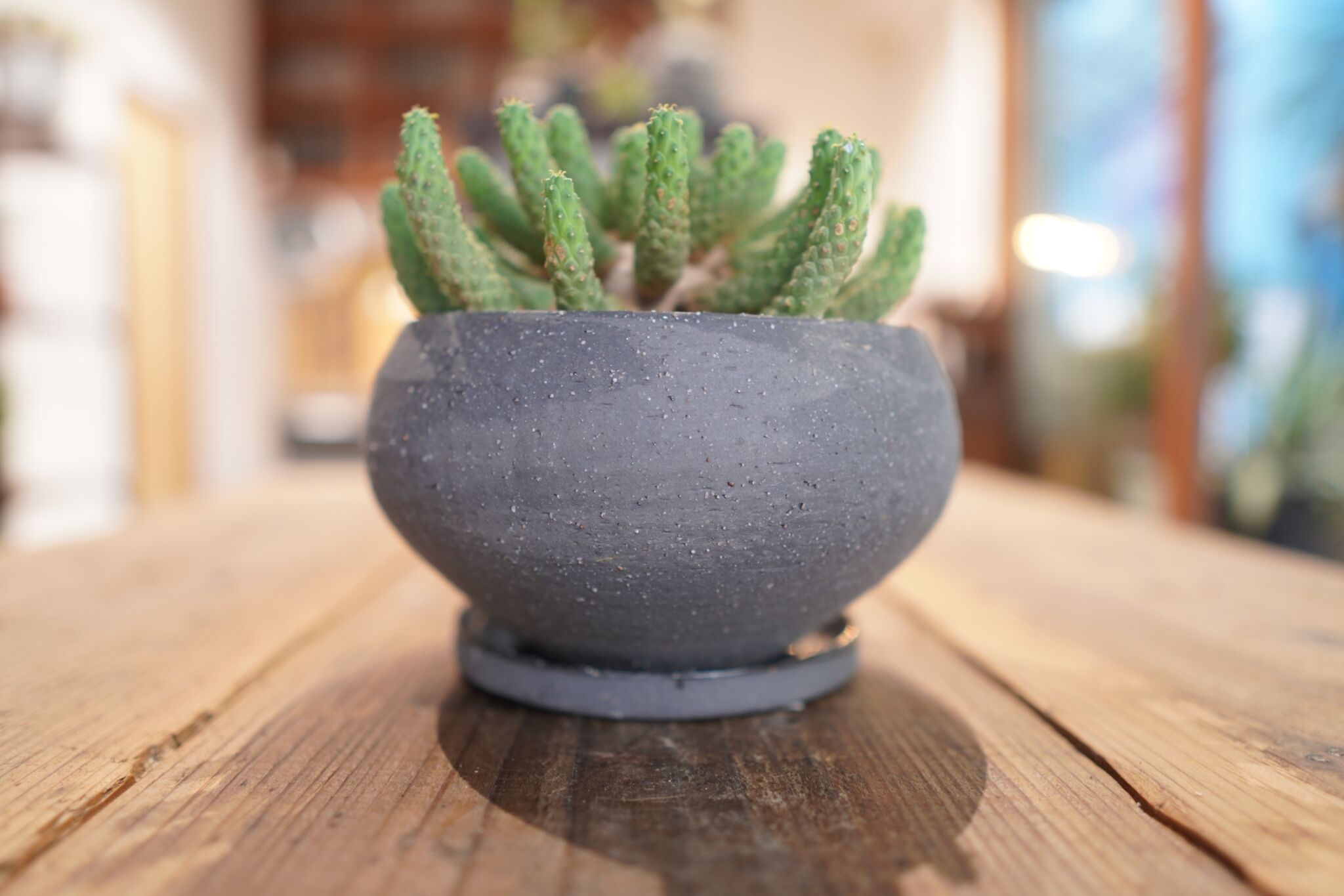 九頭竜 Euphorbia inermis | mana's farm:塊根植物・アガベ・ド