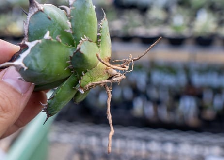 Agave titanota hades No.3