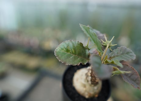 ドルステニア フォエチダ　Dorstenia foetida  斑入り No.1