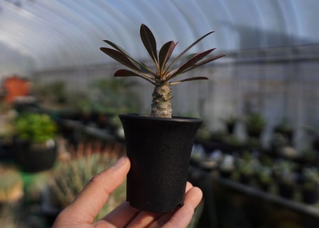 ユーフォルビア　パキポディオイデス　Euphorbia pachypodioides　NO.1
