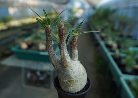 パキポディウム　グラキリス　 Pachypodium Gracilius  No.5