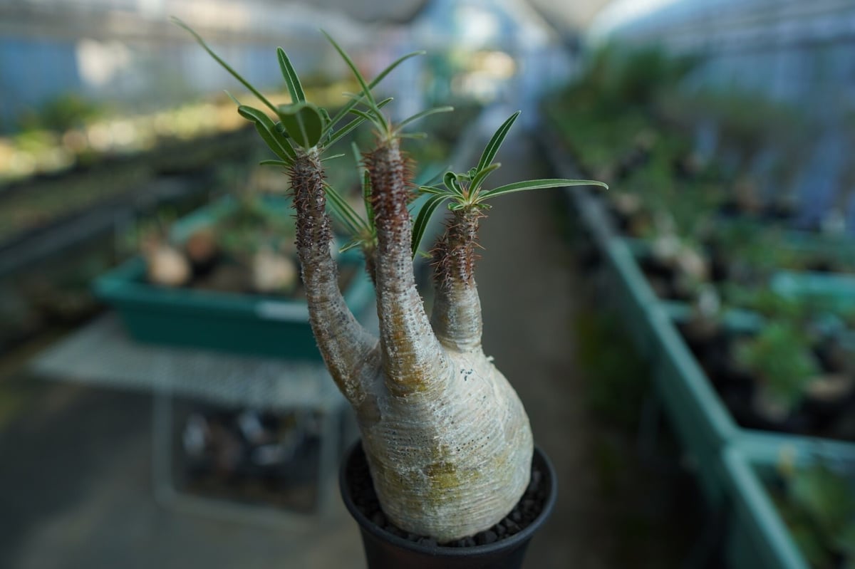 パキポディウム グラキリス Pachypodium Gracilius No.5 | ma
