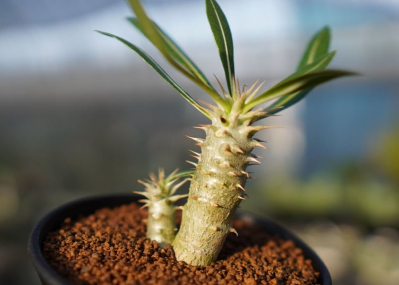 ホロンベンセ 現地球 発根済 塊根植物 ダブルヘッド 2頭 Amazon