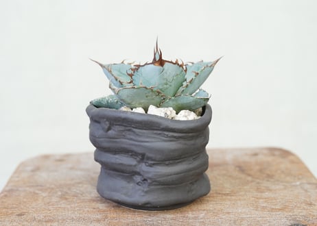 Agave WhiteIce
