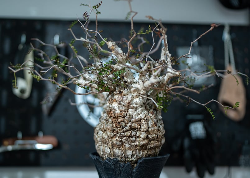 販売中KINGパキプスの葉がなかった時の写真 | mana's farm:塊根植物