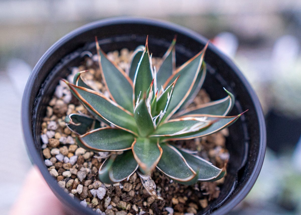 メルカリ便発送☆多肉植物 アロエ属 ネオペキヘミ(ペッキー×ヘミンギー)