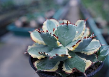 アガベ　兜蟹錦　連棘　Agave isthmensis “Kabutogani” variegata No.2