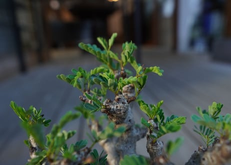 センナ　メリディオナリス　Senna meridionalis