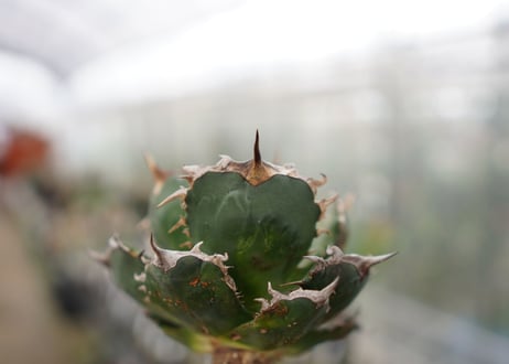 Agave titanota FO-76  F NO.4