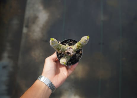 チレコドン　パニキュラータス　Tylecodon paniculatus  No.3