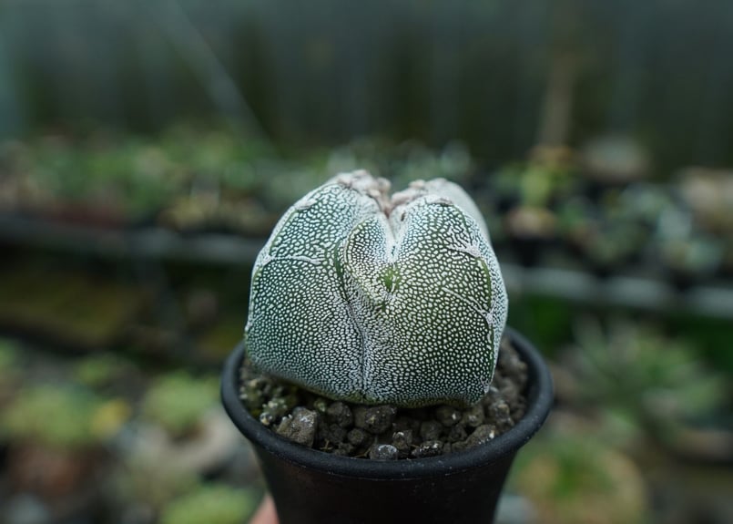 恩塚鸞鳳玉 Astrophytum myriostigma cv. | mana's farm