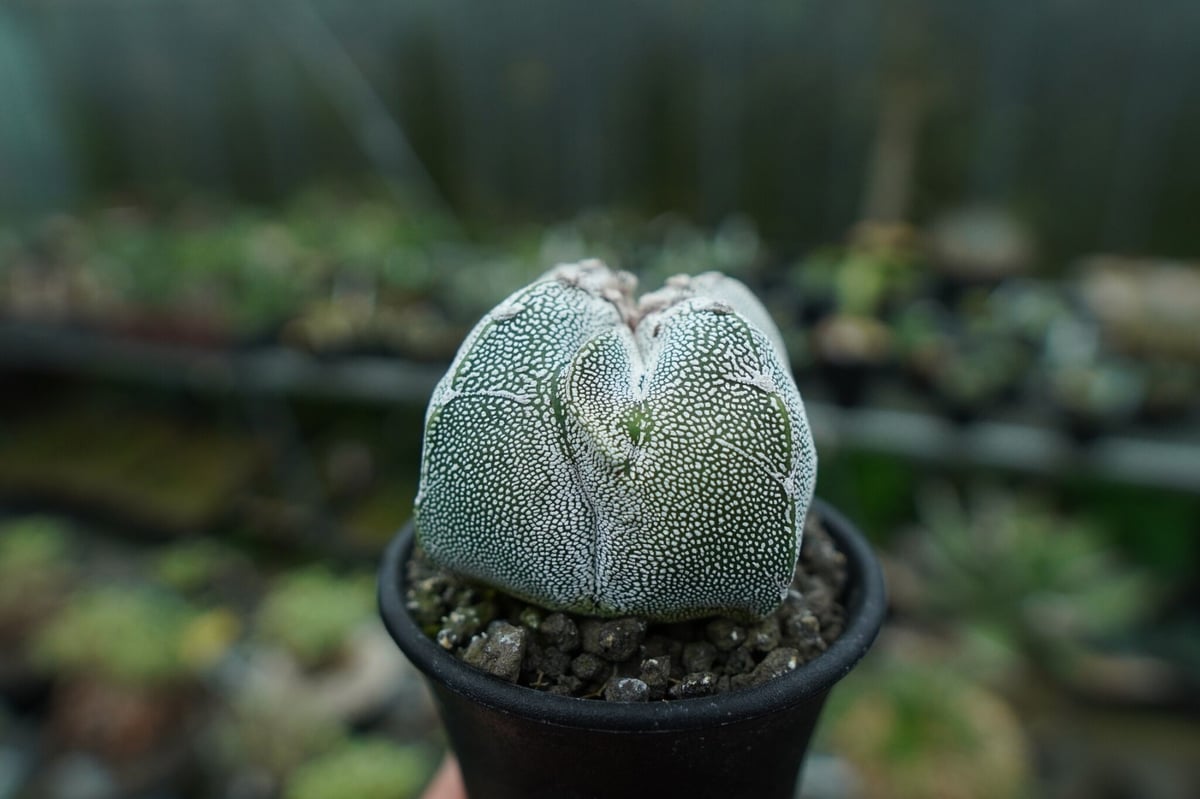 恩塚鸞鳳玉 Astrophytum myriostigma cv. | mana's farm