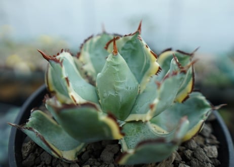アガベ　兜蟹錦　連棘　Agave isthmensis “Kabutogani” variegata　NO.1