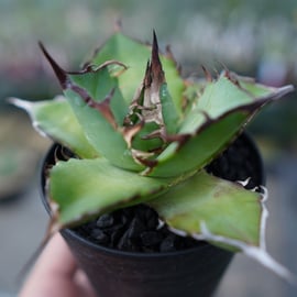 ハデスを始め大人気のアガベをアップします！ | mana's farm:塊根植物