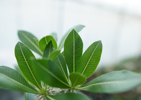 パキポディウム　ホロンベンセ　Pachypodium horombense  No.11