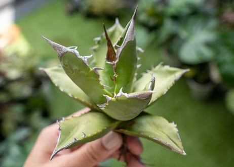 Agave Sowing seeds A NO.6