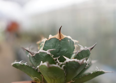 Agave titanota FO-76  D NO.1