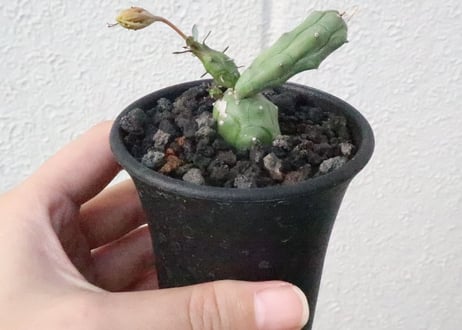 ユーフォルビア　グロボーサ