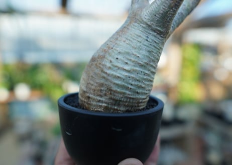 【未発根】パキポディウム　グラキリス　 Pachypodium Gracilius  No.18