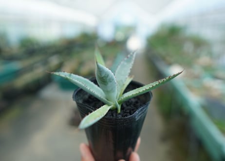 アガベ　屈原の舞扇 Agave 'Kutsugen no Maiougi'   No.2