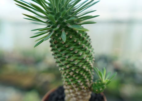 ユーフォルビア　ソテツキリン "パイナップルコーン"　Euphorbia sotetsukirin  No.6