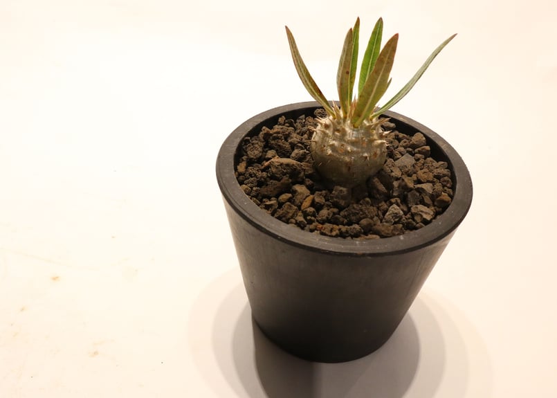 福袋 速達実生良型 イノピナツム パキポディウム 植物/観葉植物