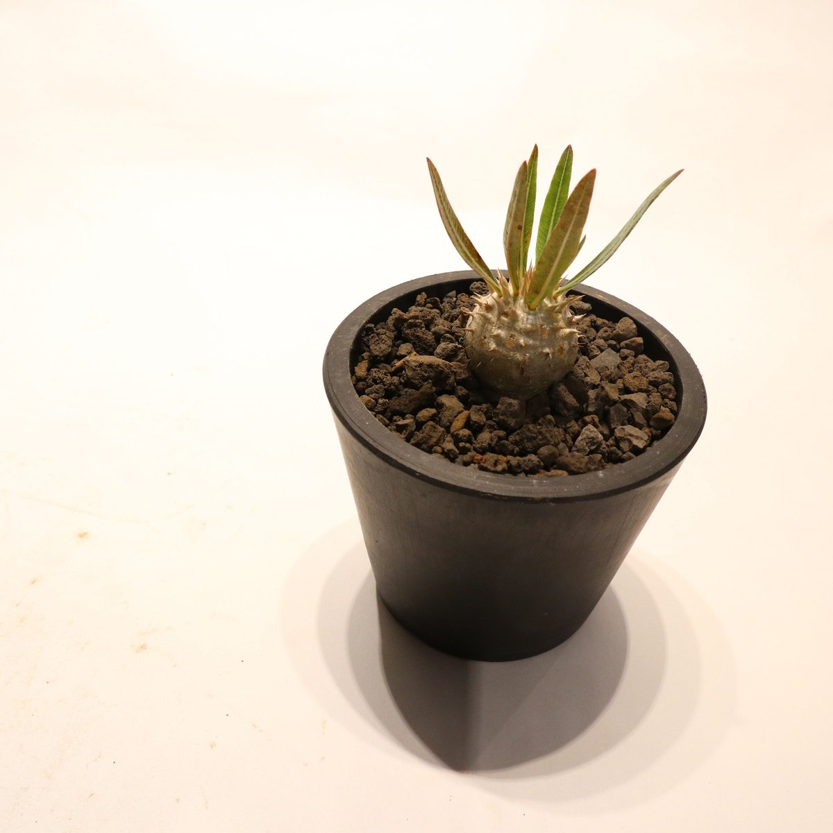 実生 パキポディウム イノピナツム 良型 分岐あり 実生 パキポディウム イノピナツム 良型 分岐あり