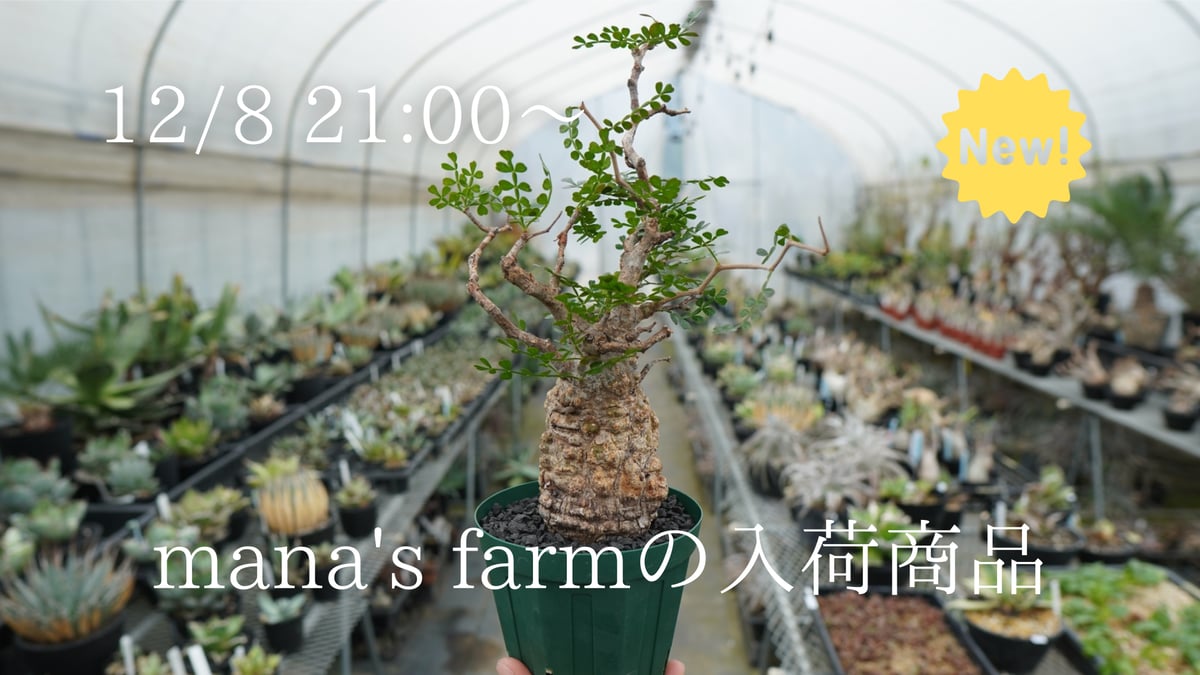 大人気のパキプスが一株のみ入荷しました。 | mana's farm:塊根植物