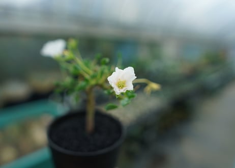 サルコカウロン バンデリエティアエ　Sarcocaulon vanderietiae　No.1