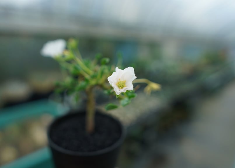 サルコカウロン バンデリエティアエ Sarcocaulon vanderietiae No.1