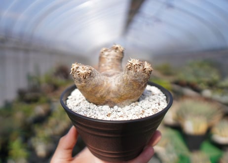 パキポディウム　エブレネウム　Pachypodium eburneum　No.1