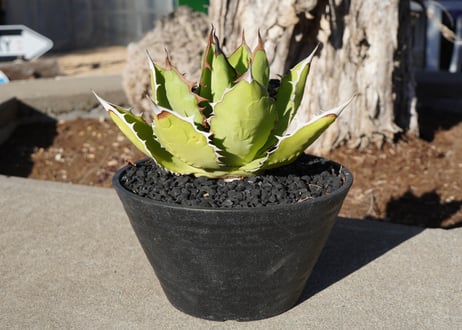 ソウラボアガベ mana's farm 4周年祭限定アイテム ソウラボアガベ