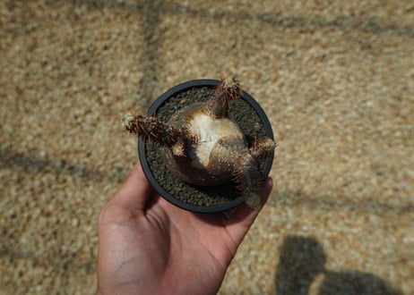【未発根】パキポディウム　グラキリス　 Pachypodium Gracilius  No.1