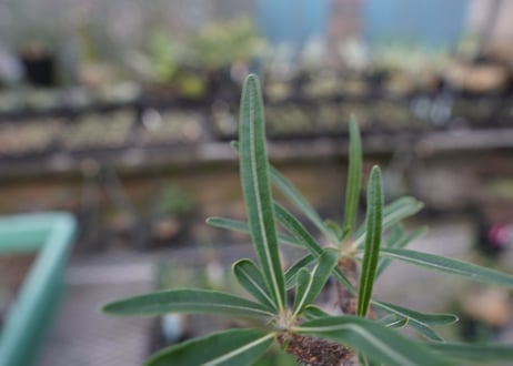 【発根管理中】パキポディウム　グラキリス　 Pachypodium Gracilius  No.10