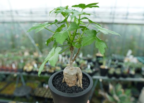 パニクラータ　hyb　Paniculata　Hyb