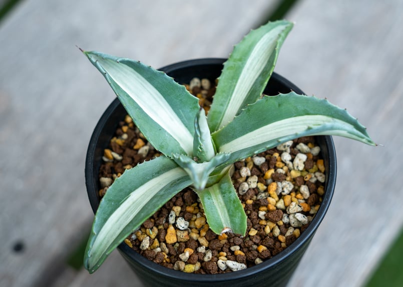 アガベ 華厳 | mana's farm:塊根植物・アガベ・ドライガーデン植物販売