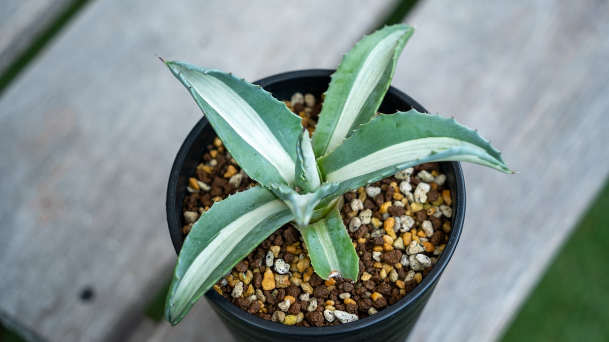 アガベ 華厳 | mana's farm:塊根植物・アガベ・ドライガーデン