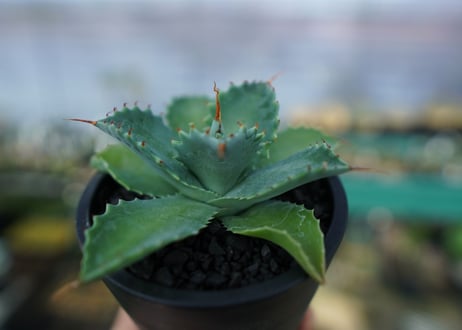 アガベ　イシスメンシス　Agave Isthmensis　No.1