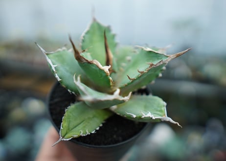 アガベ　チタノタ　獅子光　agave titanota lion light