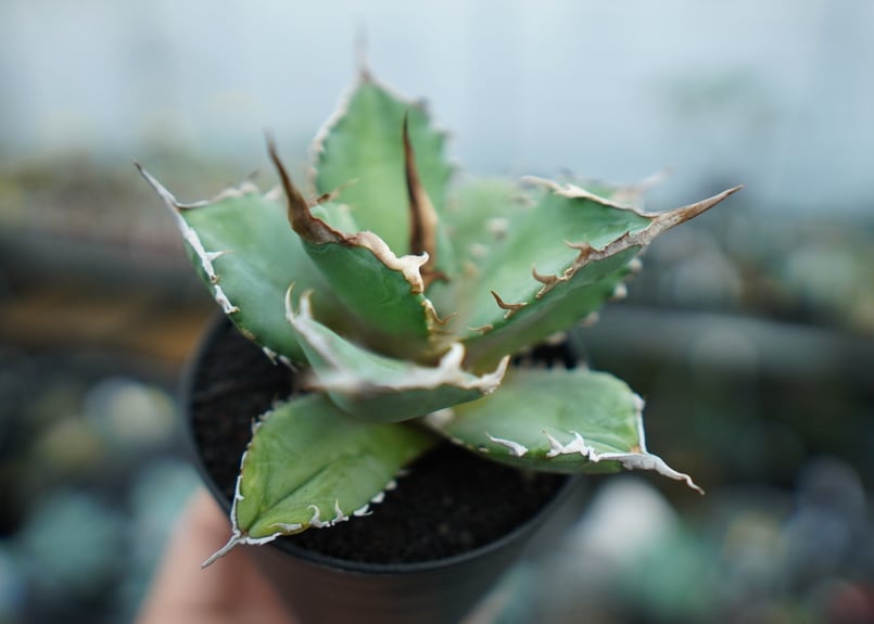 アガベ　獅子光　台湾 アガベ チタノタ 獅子光 agave titanota Lion light 子株 No.