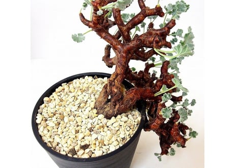ペラルゴニウム　ミラビレ　Pelargonium mirabile　№1