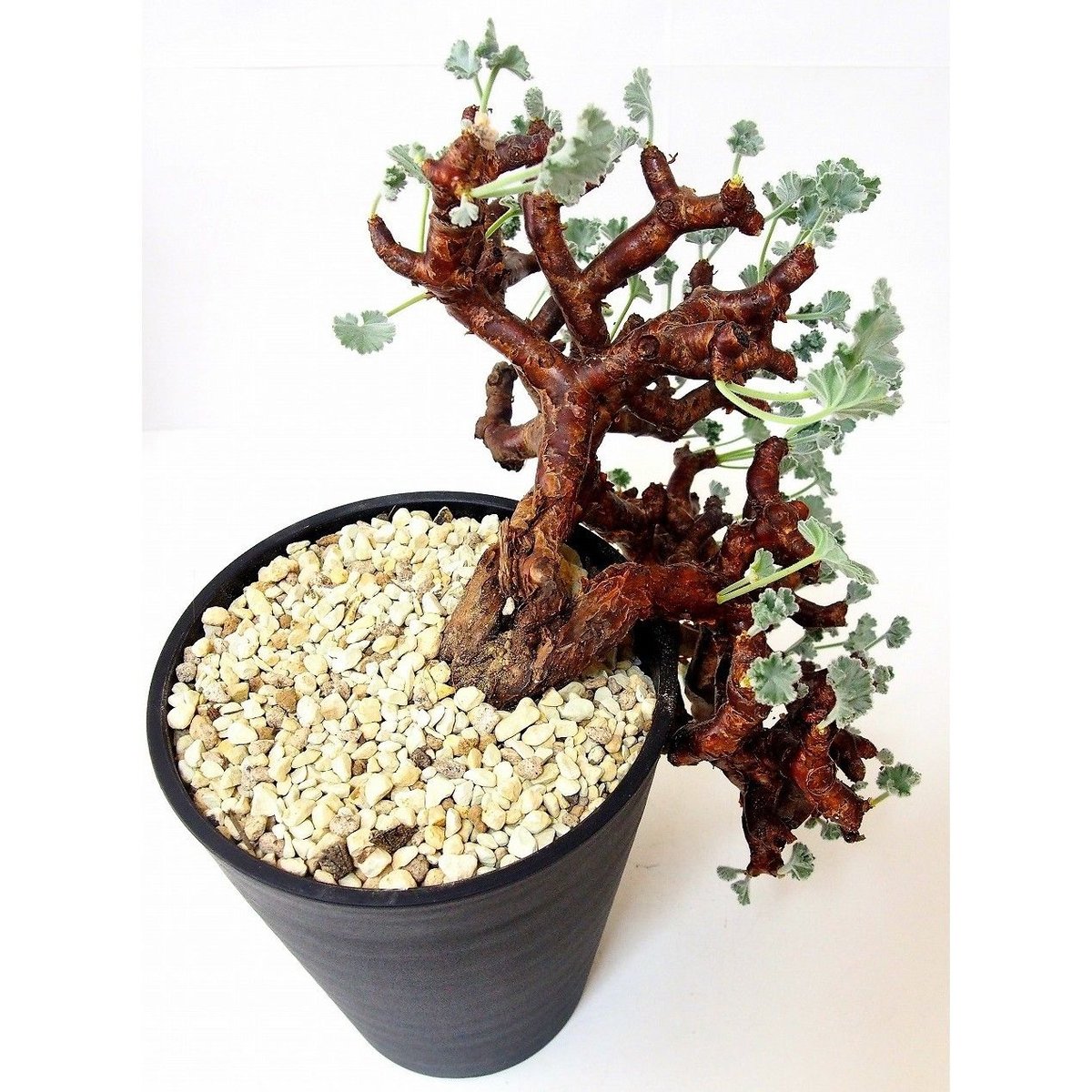 ペラルゴニウム ミラビレ Pelargonium mirabile №1 | mana's g ペラルゴニウム ミラビレ Pelargonium mirabile №1 | mana's g