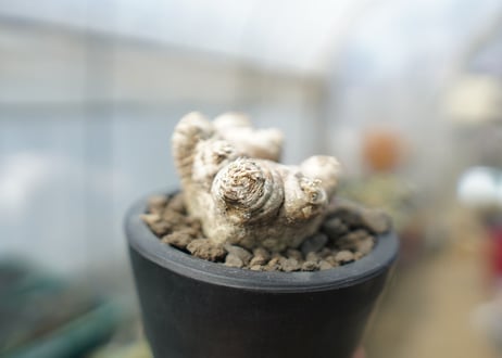 パキポディウム　恵比寿笑い　Pachypodium brevicaule