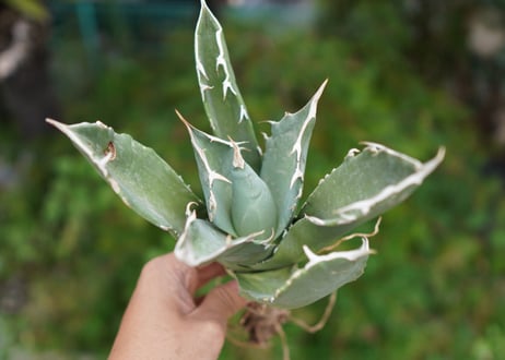 Agave titanota 白鯨 E NO.1
