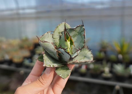 agave titanota ブラック＆ブルー　No.7