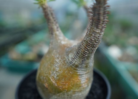 パキポディウム　グラキリス　 Pachypodium Gracilius  No.4