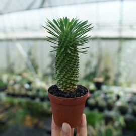 新入荷の蘇鉄麒麟の激太ボディのみ厳選しました。 | mana's green:塊根植物販売|マ...